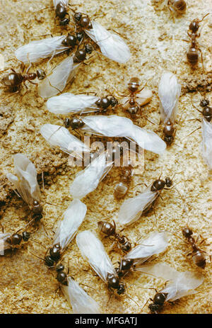 Garten SCHWARZ ANT Lasius Niger winged alates Bereit zum Schwarm Stockfoto