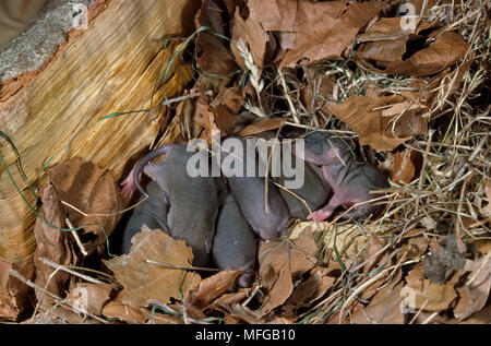Braune RATTE Rattus norvegicus Wurf der Jungen im Nest Stockfoto
