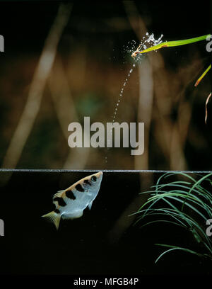 ARCHERFISH feuern Wasserstrahl Toxotes sp. Von Mund zu bringen Beute Stockfoto