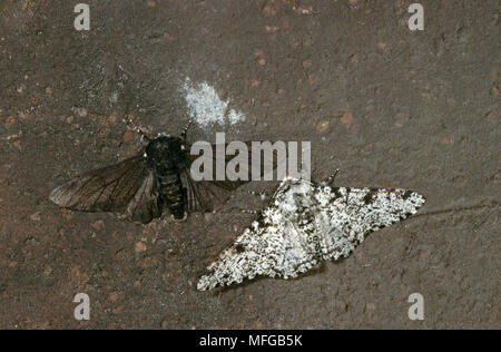 Gepfeffert motten Biston betularia normal (weiß) und melanistic Formen. Melanistic Form ist in Bereichen, in denen flechten Wachstum gehemmt durch ist besser getarnt Stockfoto