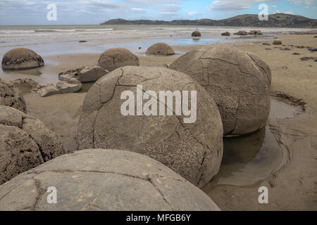 Große, barnacle verkrustete, sphärischen Felsbrocken auf Koekohe Strand an der süd-östlichen Küste der Südinsel Neuseelands. Stockfoto