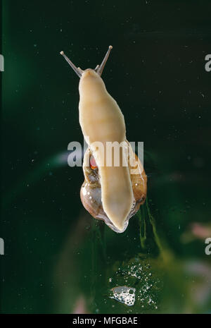 Gemeinsamen garten Schnecke auf dem Fenster Helix aspersa Unterseite, die radula Stockfoto