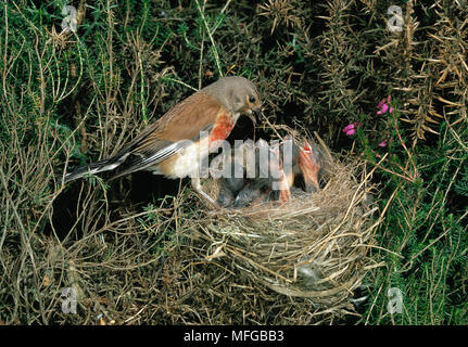 Hänfling Carduelis cannabina füttern Junge im Nest Stockfoto