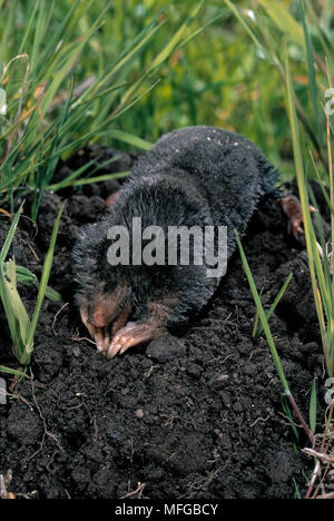 MOLE Talpa europaea Graben an Mücke Stockfoto