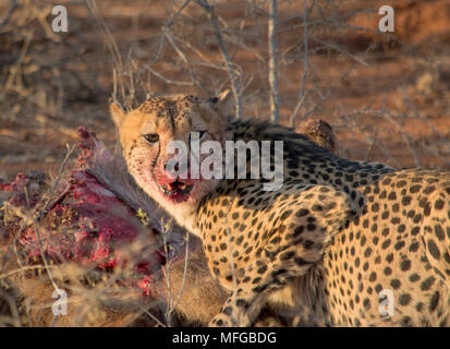 Cheetah Essen Töten eines Wasserbüffels Stockfoto
