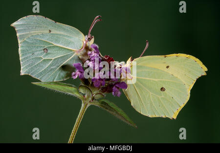 Zitronenfalter Gonepteryx rhamni weiblich Links, männlich rechts Stockfoto