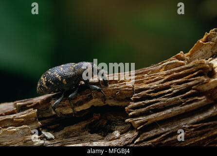 Hylobius abietis GROSSE KIEFER RÜSSELKÄFER Stockfoto