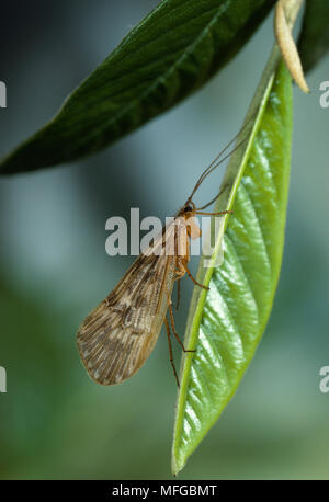 CADDIS fliegen auf Blatt Stockfoto