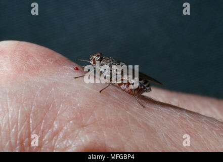 TSETSE FLIEGE Glossina sp. Auf die menschliche Hand, nur nach Blut Mahlzeit (nb Distended Abdomen) Stockfoto