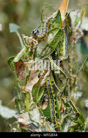 Nahaufnahme von grünen Raupen auf einem Zweig, Larve des Buchs Motte (Cydalima perspectalis), invasive Arten, Ungeziefer vernichtet Gärten und Parks Stockfoto