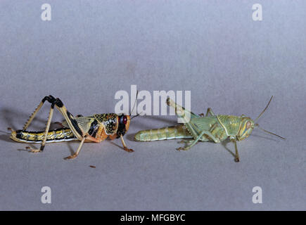 DESERT LOCUST fünften instars Schistocerca gregaria gesellig (links) & einsame Stockfoto