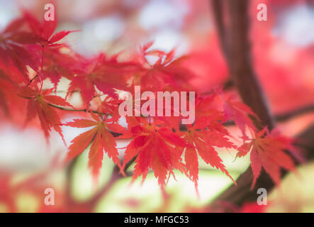 Soft Focus rote Blätter im Herbst Stockfoto