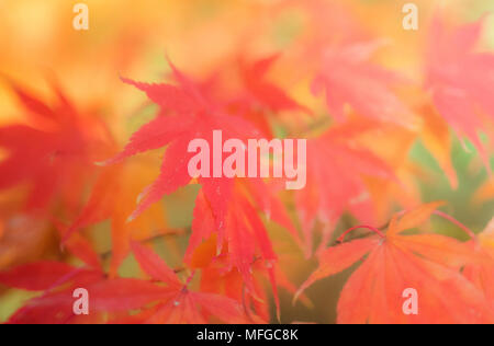 Soft Focus rote Blätter im Herbst Stockfoto