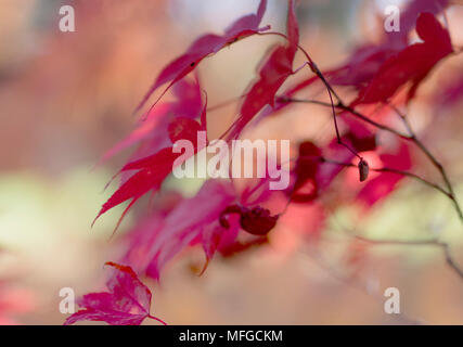 Herbst Blätter rosa Schatten im Arboretum Stockfoto