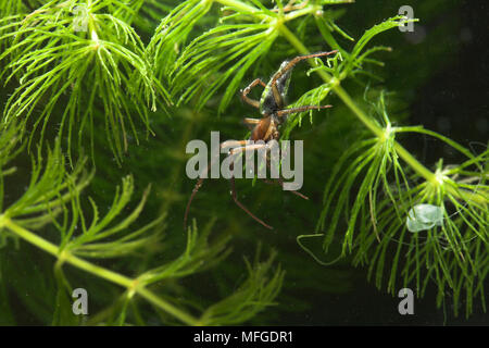 Wasser spinne Unterwasser Argyroneta aquatica UK Stockfoto