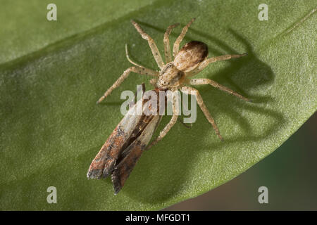 RUNNING CRAB SPIDER Weibchen mit Motten Philodromus dispar UK Stockfoto