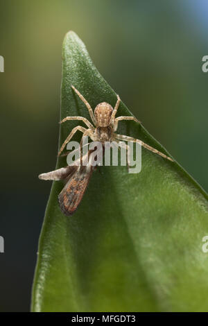 RUNNING CRAB SPIDER Weibchen mit Motten Philodromus dispar UK Stockfoto