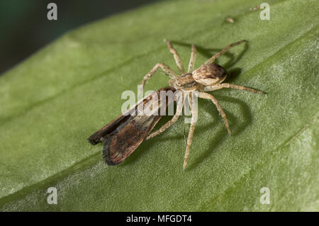 RUNNING CRAB SPIDER Weibchen mit Motten Philodromus dispar UK Stockfoto