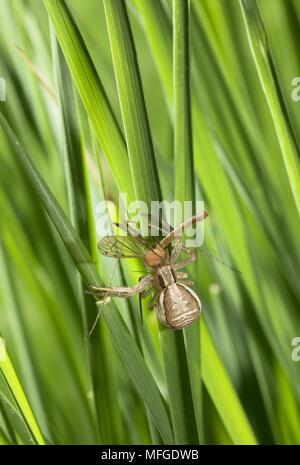 Krabbe Spinne mit Beute Xysticus ulmi Thomisiidae UK. Stockfoto