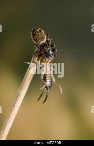 Springende Spinne mit Beute Earwig Evarcha arcuata Der UK Stockfoto