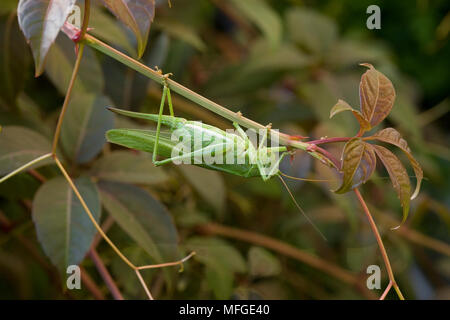 Super GREEN BUSH CRICKET Tettigonia Viridissima weiblich UK Stockfoto