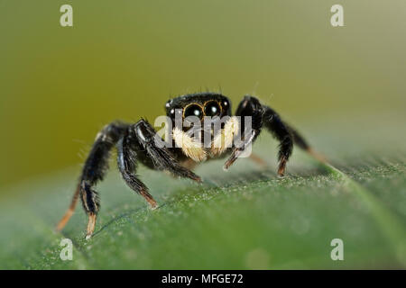 JUMPING SPIDER (Der) Nahaufnahme zeigt Gesicht und Augen Stockfoto