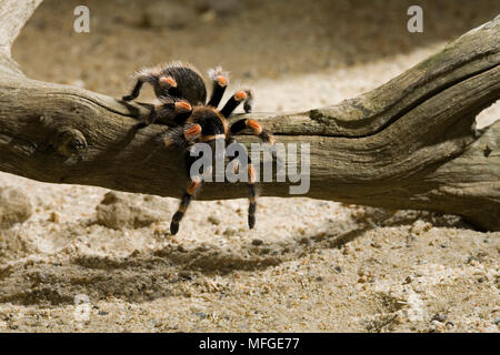 Mexikanische REDKNEED VOGELSPINNE (Brachypelma smithi) Mygalomorph Spider Stockfoto