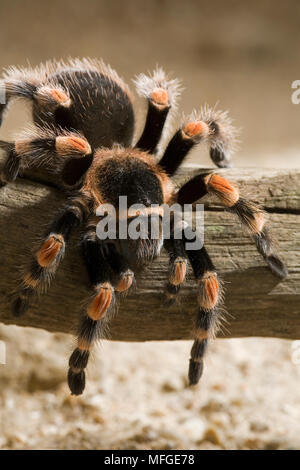 Mexikanische REDKNEED VOGELSPINNE (Brachypelma smithi) Mygalomorph Spider Stockfoto