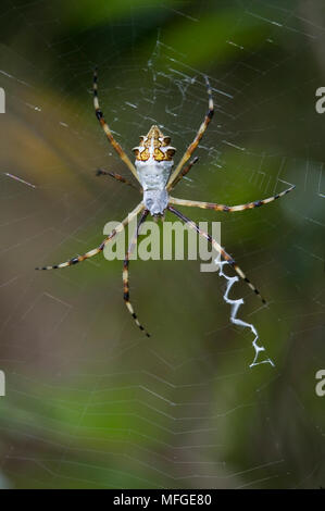 Silber ARGIOPE SPIDER (Argiope Argentata) Costa Rica Stockfoto