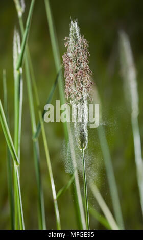 Wiese FOXTAIL GRASS Alopecurus pratensis Dispergieren pollen Sussex, UK Stockfoto