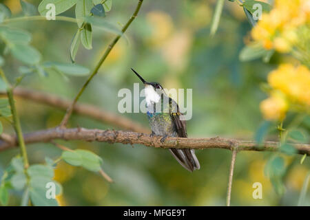 Grau-TAILED MOUNTAIN GEM HUMMINGBIRD Lampornis castaneoventris Costa Rica Stockfoto