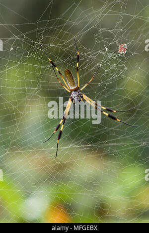 GOLDEN ORB SPIDER (Nephila clavipes) Der Weltgrößte araneomorph (nicht-tarantula-Typ) Spider, Costa Rica (in S&N-Amerika gefunden) Stockfoto