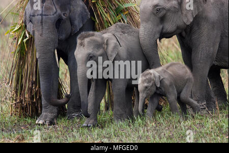 Indischer Elefant familly der domestizierten Elefanten gebracht werden Lebensmittel auf dem Rücken des Stiers, Assam, Indien Stockfoto