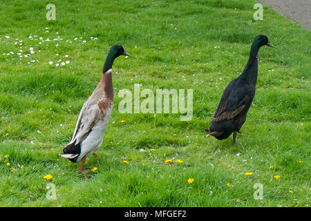 Indian Runner Enten - Anas platyrhynchos domesticus. Stockfoto