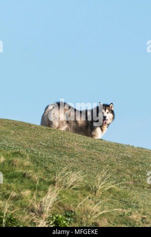 Ein Alaskan Malamute Canis Lupus Familiaris steht auf einem kleinen Hügel. Stockfoto