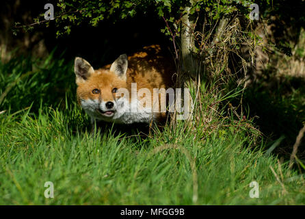 Vixen heraus Wagen von Unterholz Stockfoto