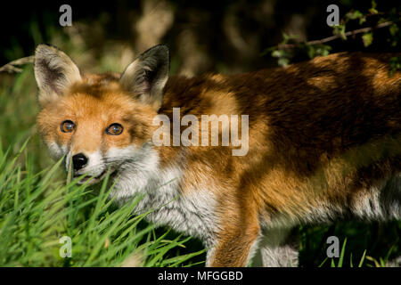 Vixen heraus Wagen von Unterholz Stockfoto