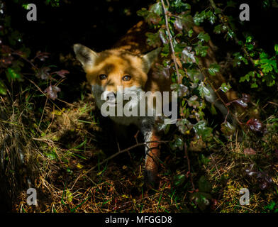 Vixen heraus Wagen von Unterholz Stockfoto