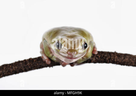 White Tree Frog auf Zweig, Studio shoot Stockfoto