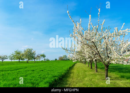 Blühende Kirschbäume, Prunus avium, im Einklang in der Natur an einem schönen, sonnigen Tag Frühling, Kopieren, Elsass, Frankreich. Stockfoto