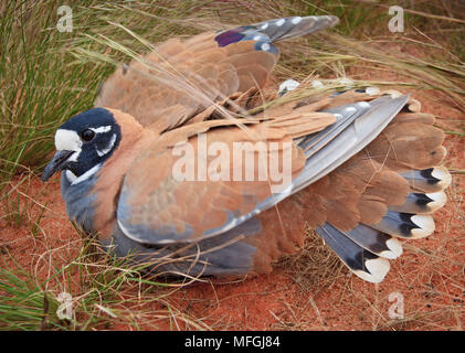 Herde Bronzewing (Phaps Histrionica), Fam. Columbidae, männlich in der Verteidigungshaltung auf Nest, Andado Station, Northern Territory, Australien Stockfoto