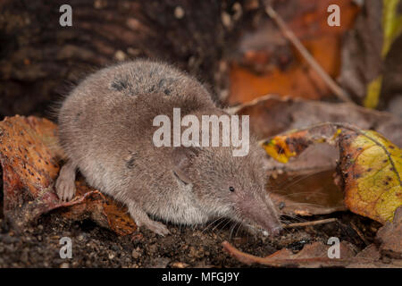 Mehr Weiß - gezahnte Spitzmaus (Crocidura psathyrella), Fam. Soricidae, Karben, Hessen, Deutschland Stockfoto