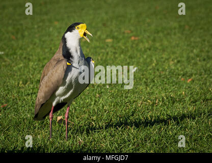 Maskierte Kiebitz (Vanellus Meilen novaehollandiae), Fam. Charadriidae, Botanischer Garten, Sydney, New South Wales, Australien Stockfoto