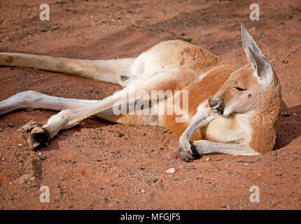 Rote Känguru (Macropus rufus), Fam. Macropodidae, Marsupialia, red Morph, Sturt National Park, New South Wales, Australien Stockfoto