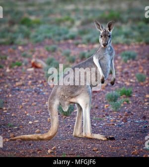 Rote Känguru (Macropus rufus), Fam. Macropodidae, Marsupialia, Weiblich, blue Morph, Sturt National Park, New South Wales, Australien Stockfoto