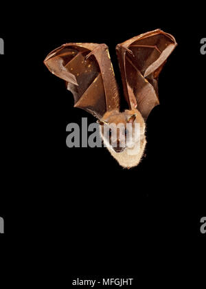 Eastern Tube-gerochene Bat (Nyctimene robinsoni), Fam Pteropodidae, Chiroptera, Tier war gefangen und während der Fauna Umfrage veröffentlicht, Mission Beach, Queens Stockfoto