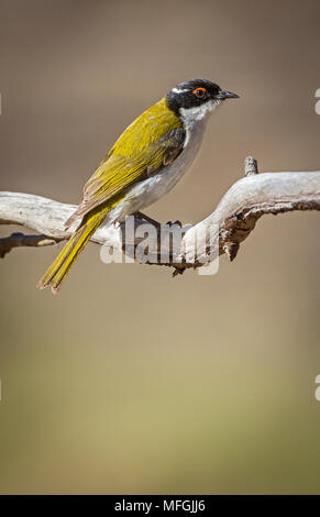 Weiß-naped Honeyeater (Melithreptus lunatus), Fam. Imbota Meliphagidae, Naturschutzgebiet, New South Wales, Australien Stockfoto