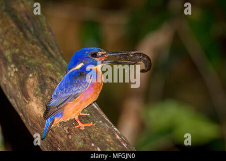 Azur Kingfisher (Alcedo azurea), Fam. Alcedinidae, Erwachsene mit Yabby nähern Nestmulde, washpool National Park, New South Wales, Australien Stockfoto