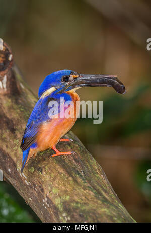 Azur Kingfisher (Alcedo azurea), Fam. Alcedinidae, Erwachsene mit kleinen Fischen nähern Nestmulde, washpool National Park, New South Wales, Australien Stockfoto