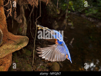 Azur Kingfisher (Alcedo azurea), Fam. Alcedinidae, Erwachsene mit Yabby nähern Nestmulde, washpool National Park, New South Wales, Australien Stockfoto